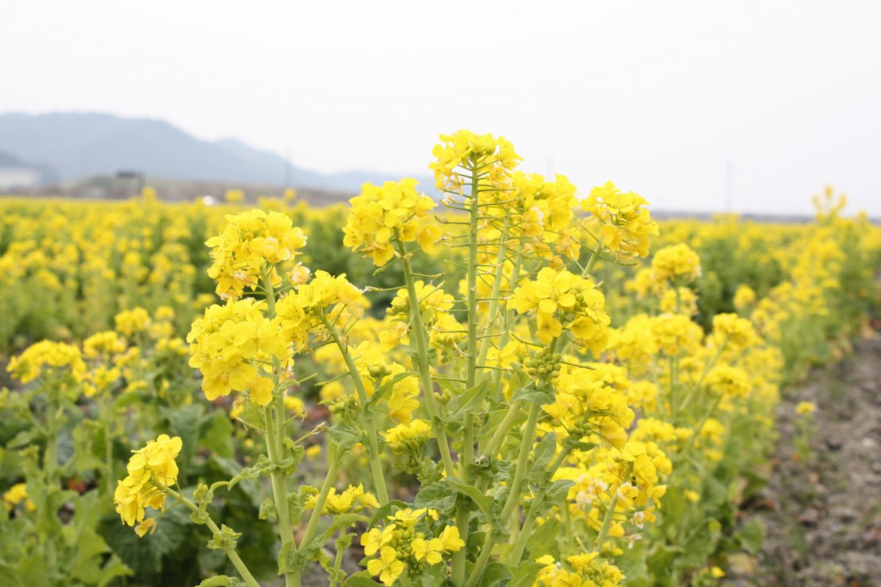 2月22日4ha菜の花畑 全体的に開花してきました 道の駅笠岡ベイファーム