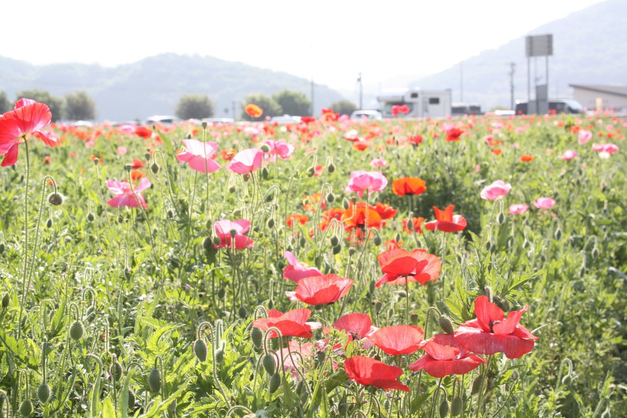 5月4日4haポピー畑 花の数が増えています 道の駅笠岡ベイファーム