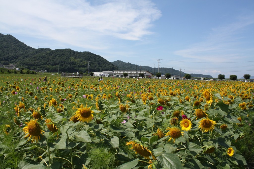 ひまわり開花状況7.3 | 道の駅笠岡ベイファーム