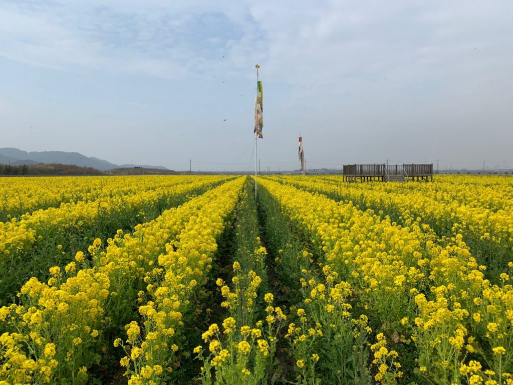 菜の花21 道の駅笠岡ベイファーム