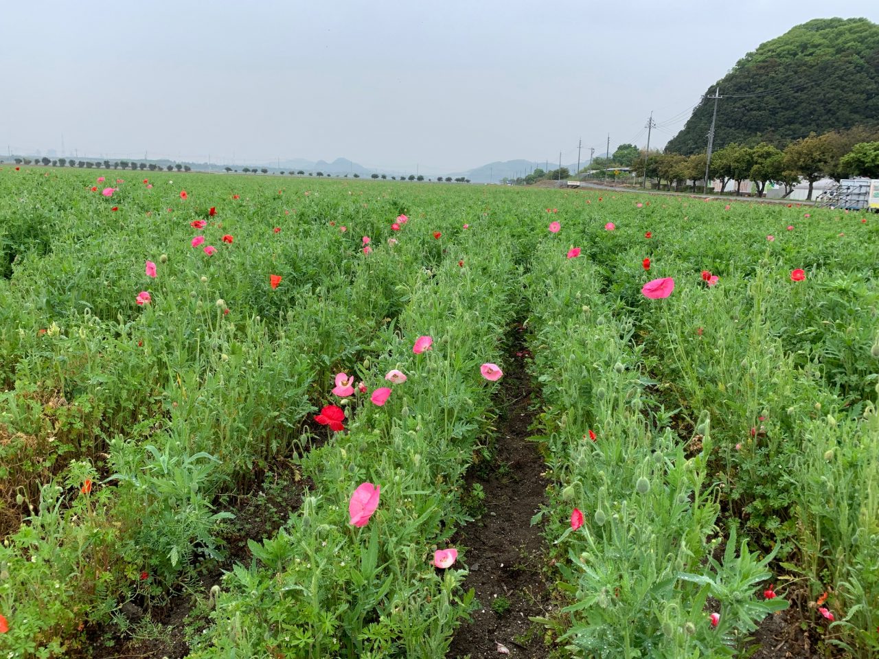 4月26日4haポピー畑 花の数が少しずつ増えてます 道の駅笠岡ベイファーム