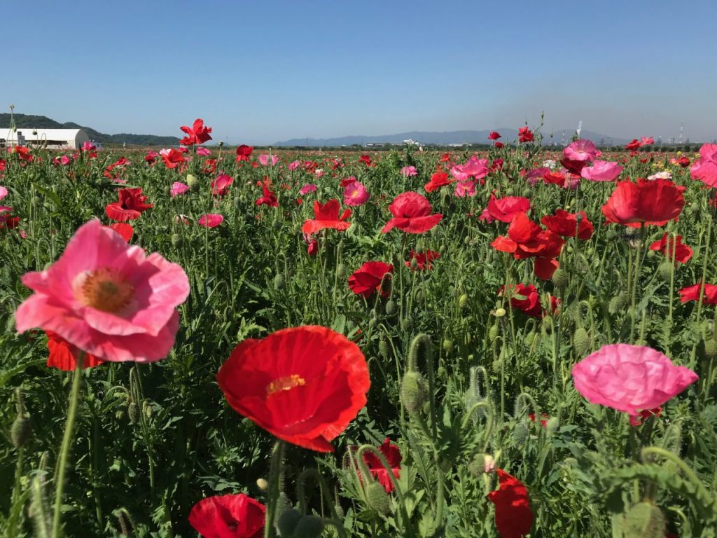 5月8日4haポピー畑 4割開花 道の駅笠岡ベイファーム