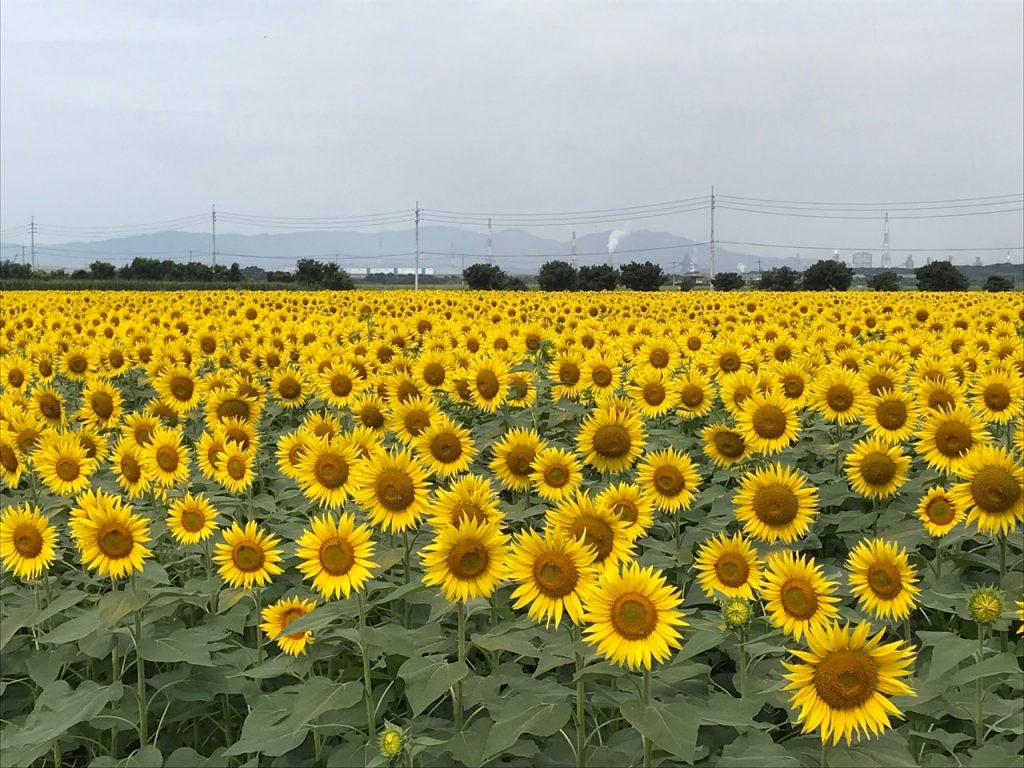 ひまわりページ 1501377109874-723x1024-1-