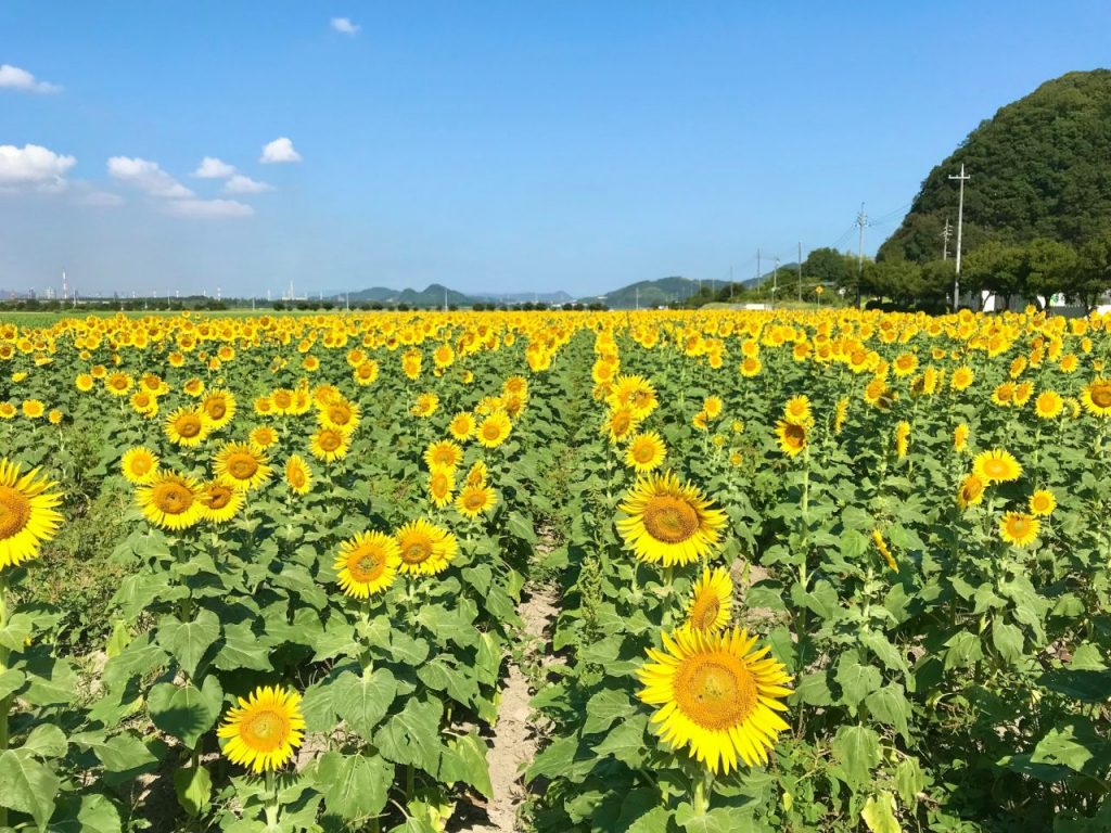 8月18日ひまわり畑「B」ワコーファーム側見頃 | 道の駅笠岡ベイファーム