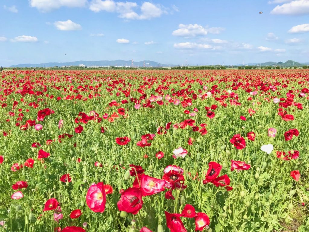 お花畑ページ IMG_5397-1024x768.jpg