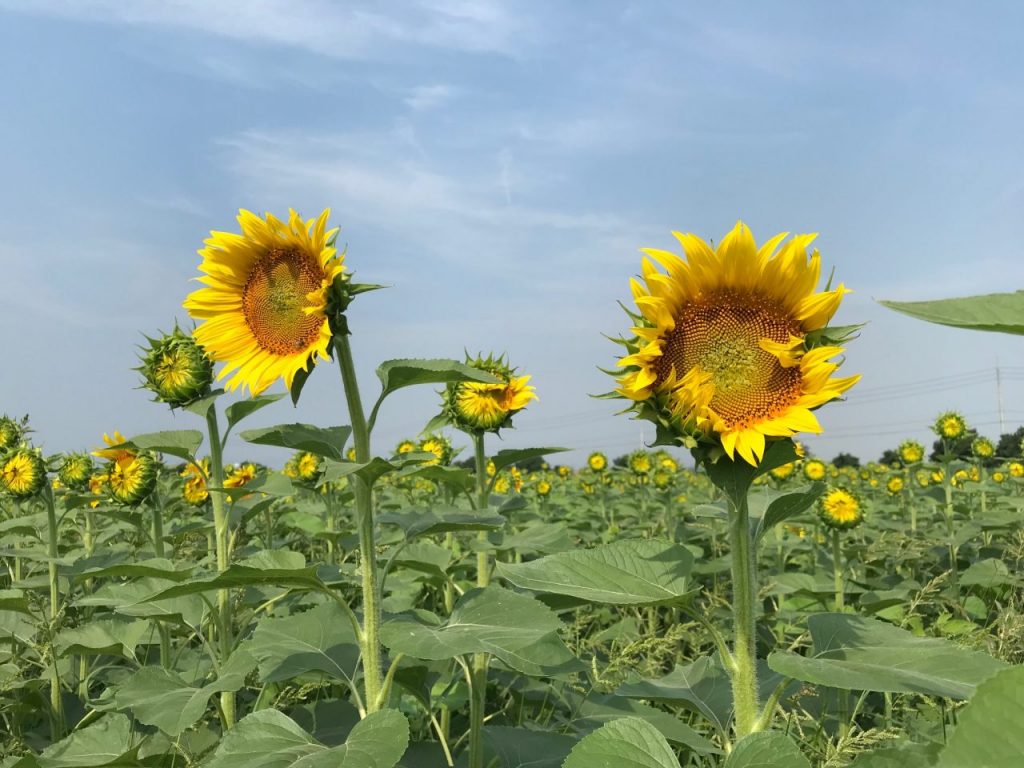7月1日ひまわり畑「A」全体的に開花し始め | 道の駅笠岡ベイファーム