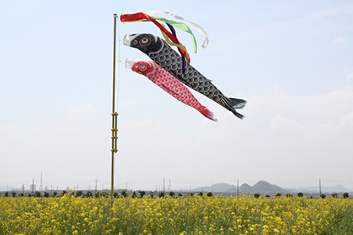 菜の花と鯉のぼりプロジェクト始動 道の駅笠岡ベイファーム